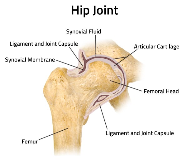 Picture of the hip joint